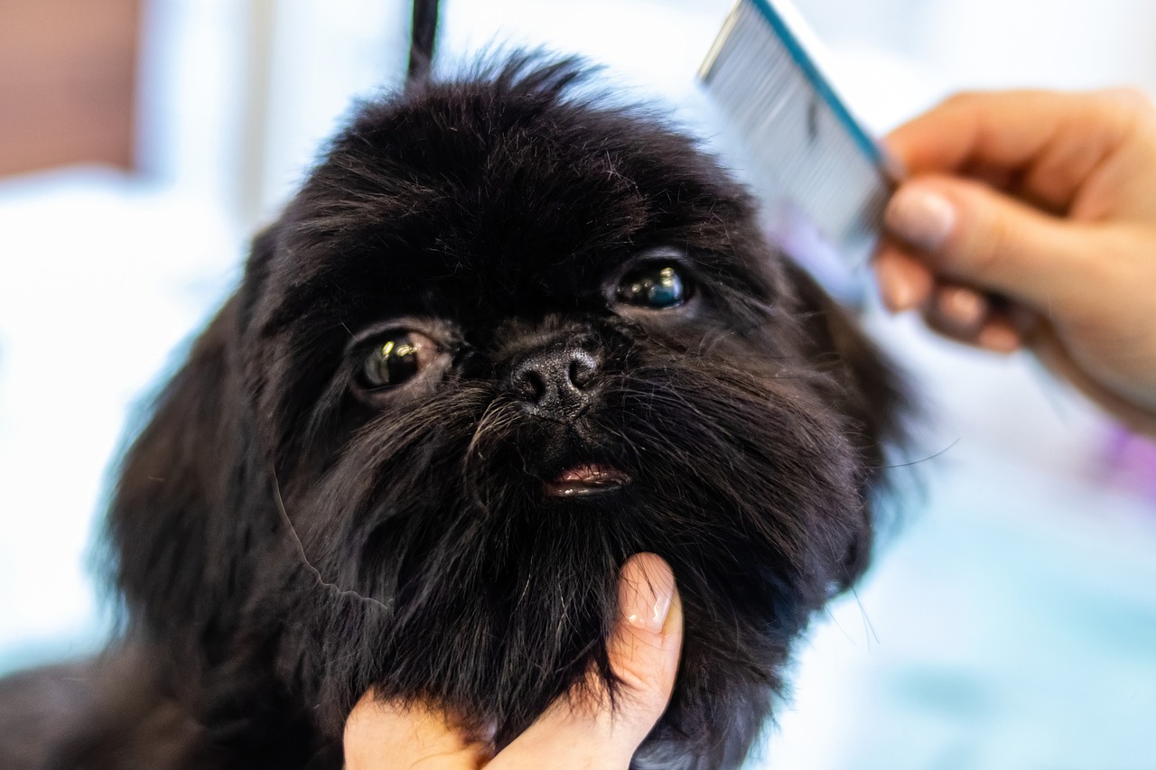 The Role of Grooming in Managing Weight in Pets